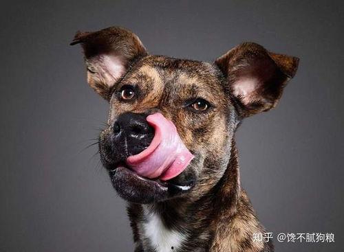 娱乐吃瓜酱狗狗拍照,狗狗镜头下的娱乐吃瓜瞬间